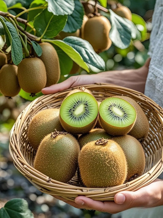 بذور الكيوي الإستوائية زراعة و إنتاج مظمون